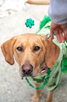 Mutt Gala