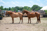 Black Cowboy Festival